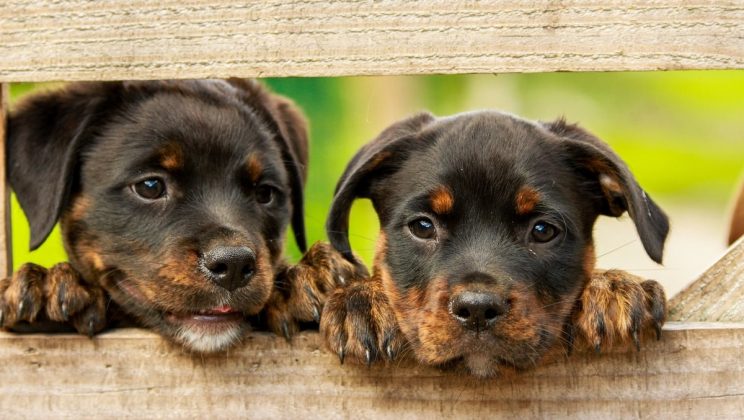 Los 7 mejores criaderos de perros en Madrid